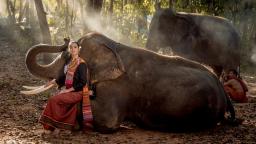 A Guide To The Elephant Sanctuary In Koh Samui